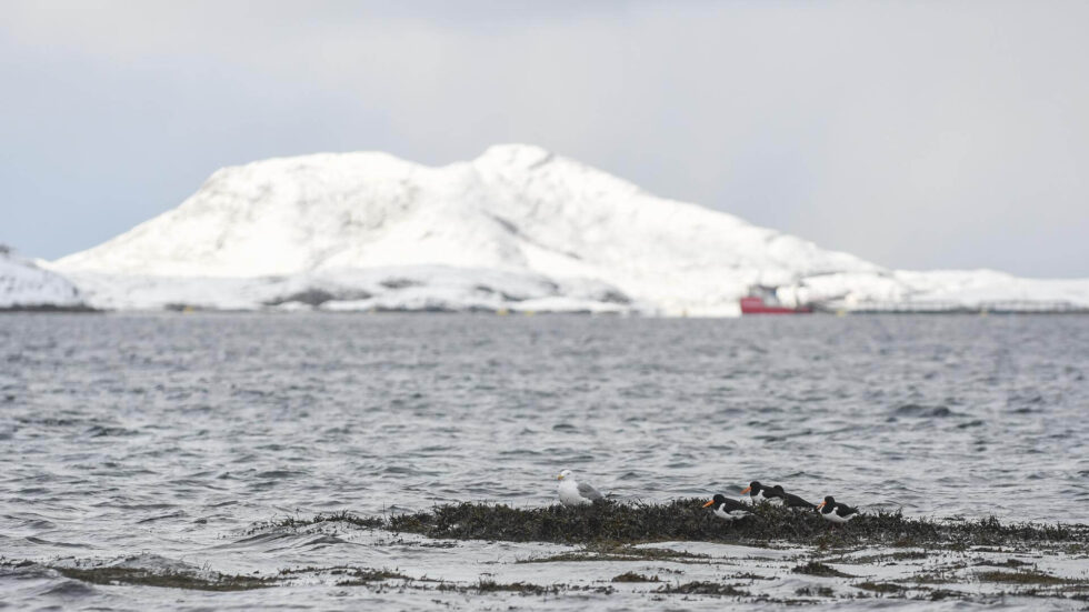 Årets første tjeld? For meg var det det. Herlig.