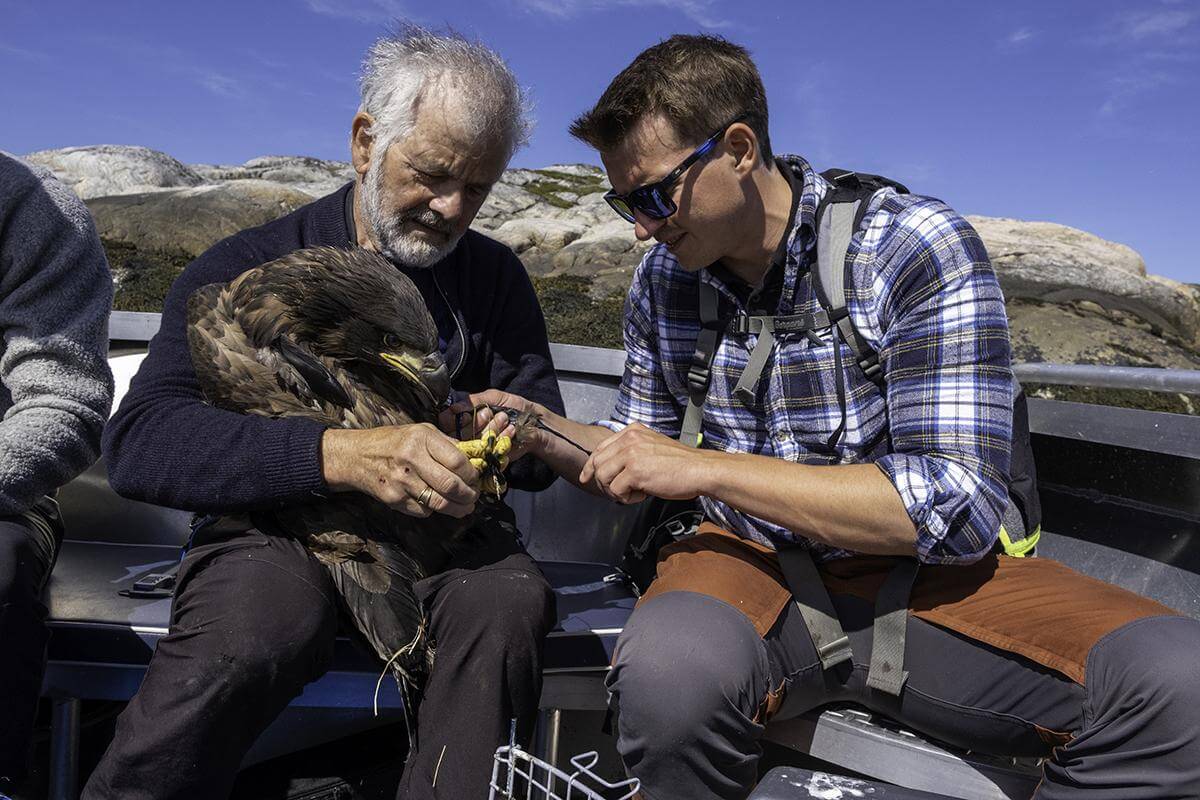 Torgeir Nygaard (til venstre), forsker i NINA, og Andreas R. Staven merker en &oslash;rneunge som ble hentet ut i Flatanger i fjor. (Arkivfoto: Kristian Klocke)