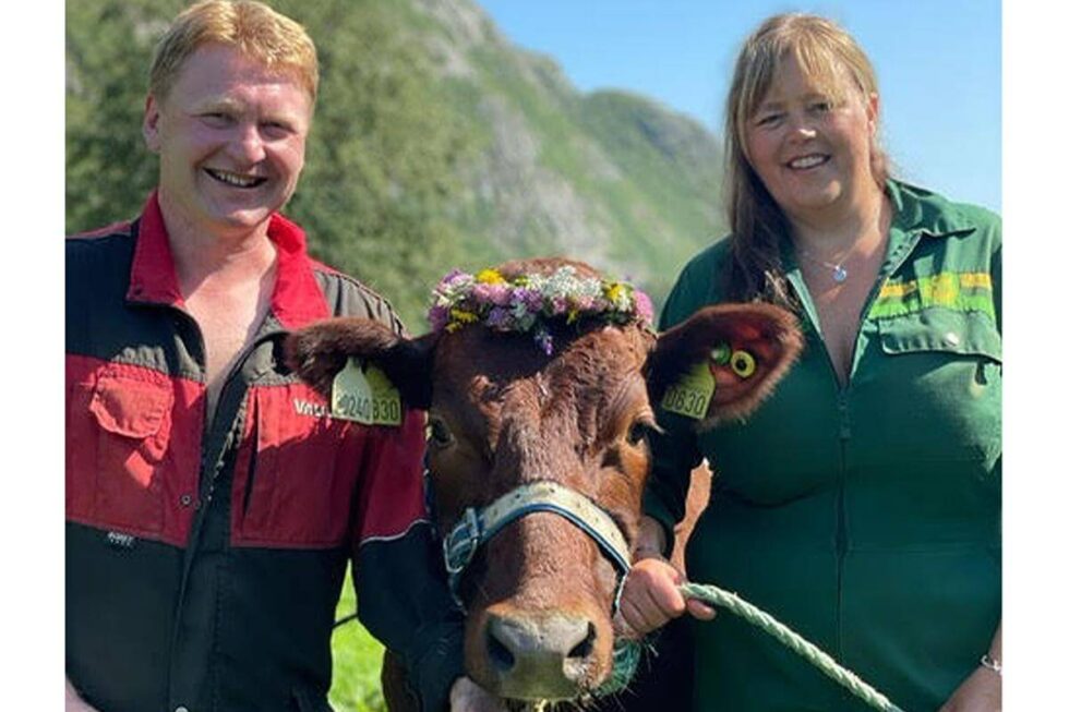 For to uker siden kom ku Bergmynet tilbake hjem etter å ha vært i Lillehammer i over ett år.