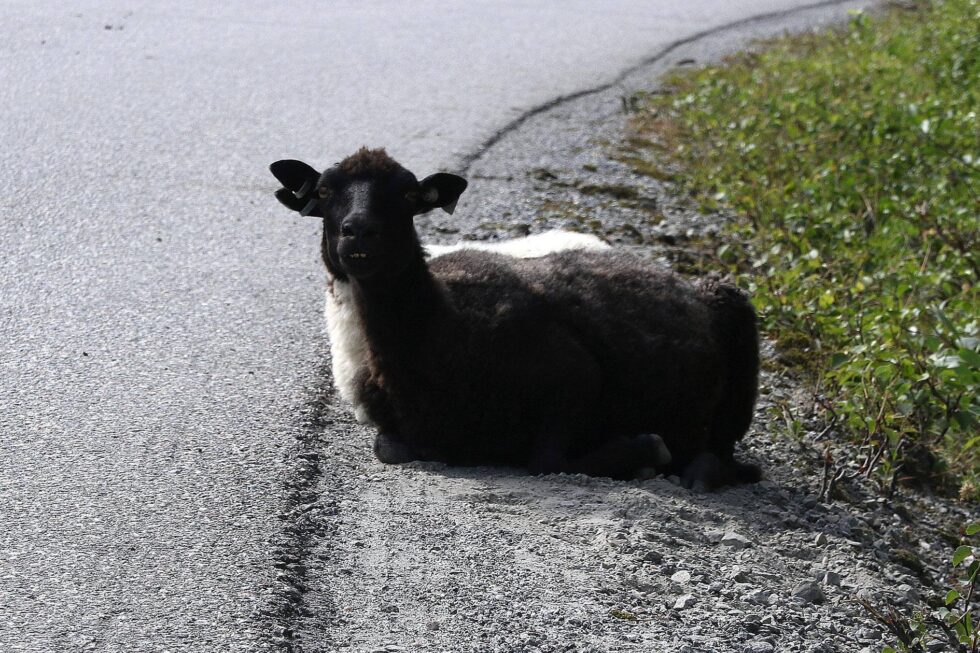 Hver sommer blir en del sau og andre dyr påkjørt fordi de ligger midt i veibanen.