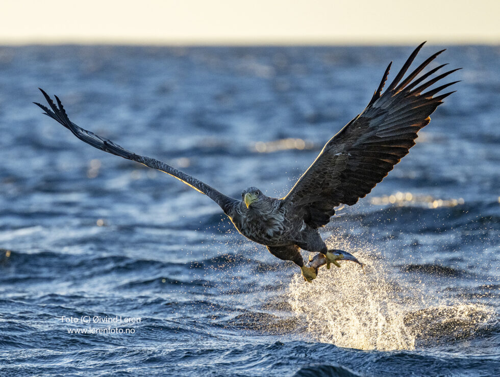 (Foto: Øivind Leren)
