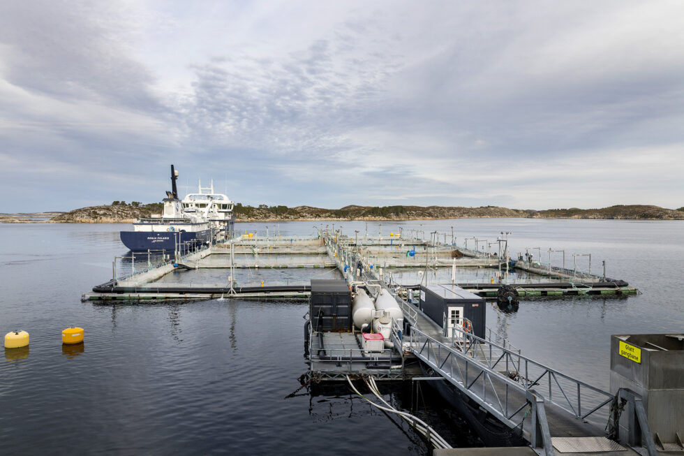 Frøya  20181015.
Brønnbåten Ronja Polaris og laks i 
ventemærer, utenfor SalMar sitt hovedkvarter og foredlingsanlegg på Frøya i Midt-Norge.
Foto: Gorm Kallestad / NTB