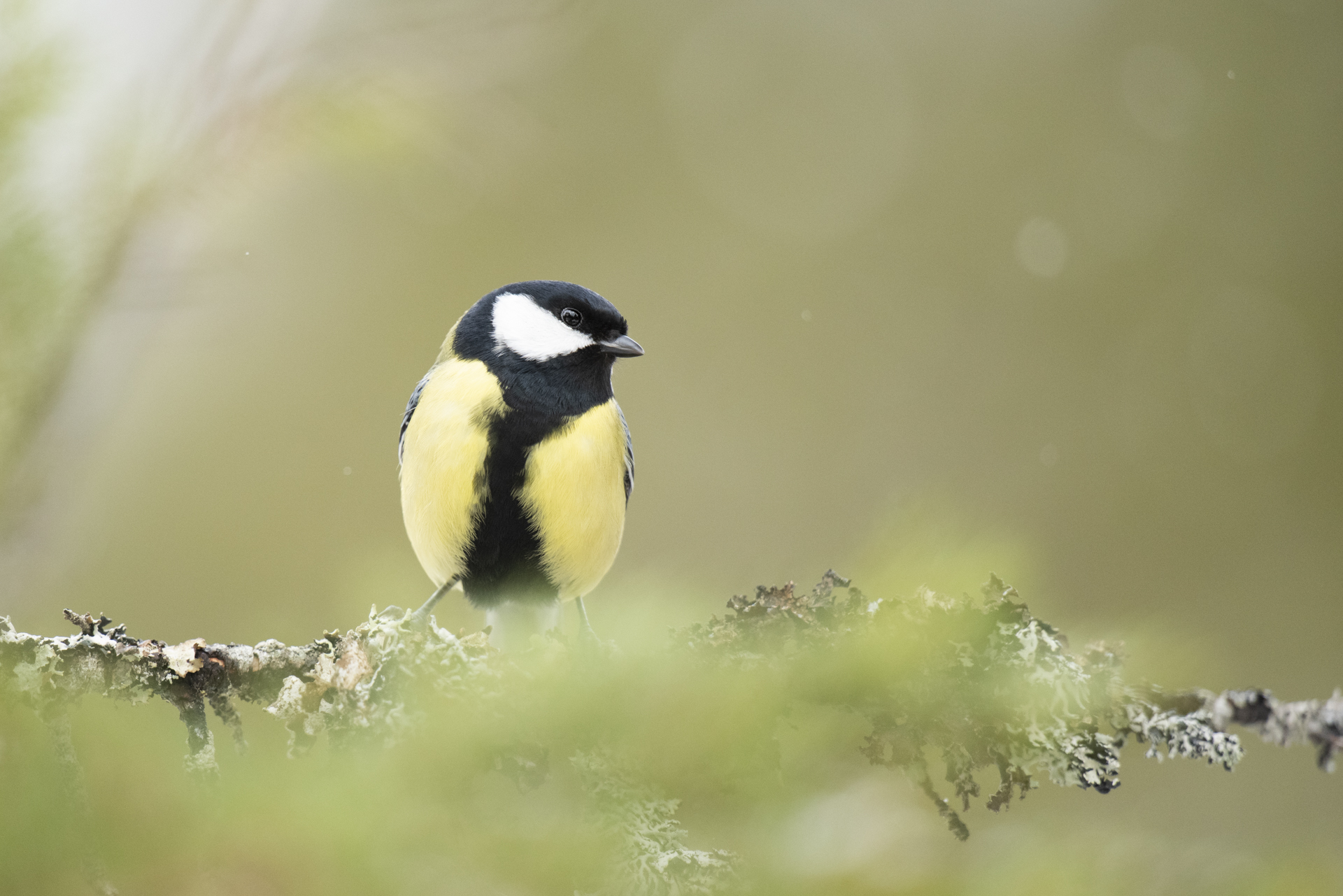 Kj&oslash;ttmeisa er den mest vanlege hagefuglen i Noreg, ogs&aring; her i Flatanger. Foto: Wenche Dahle. 
