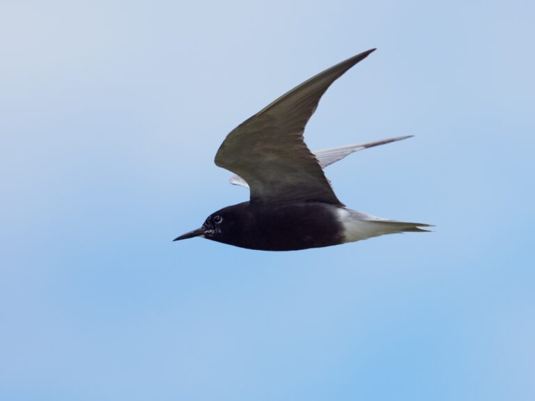Tern, Black