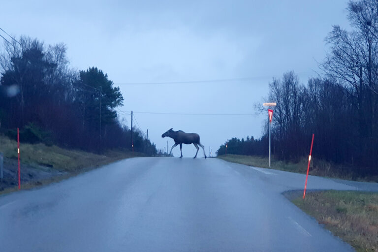 Minnevond elg på Lauvsnes, men det er ikke denne som tidligere ble fotografert på Glasøya. (Arkivbilde)