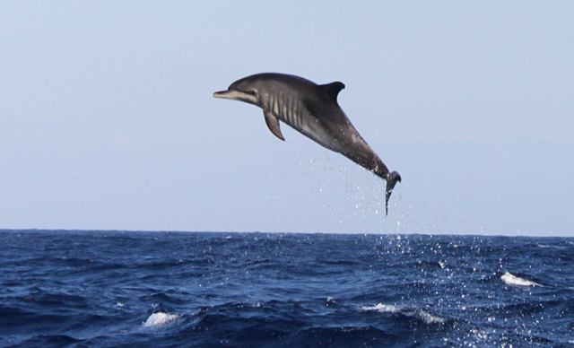 Delfiner og hvaler dukket opp på veien over Biscaya.
