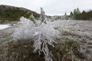 Trær og gress er blitt til is-skulpturer i branngata, som hindret brannen i å spre seg østover på halvøya.