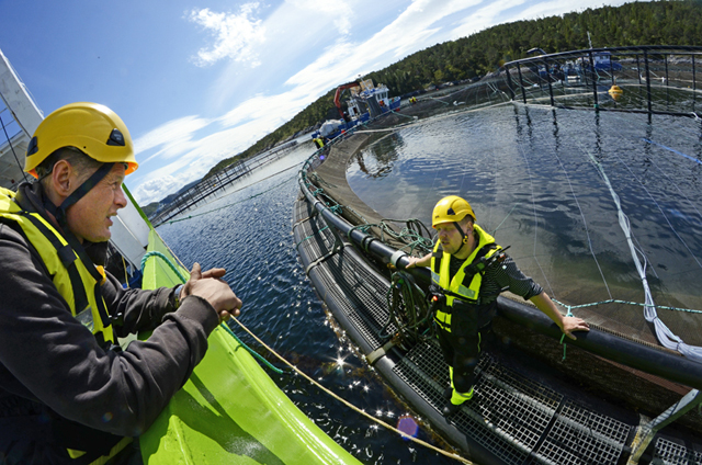Skipper Jim Roger Fjukstad på AQS Odin og Pål Anders Lauvsnes i AQS under avlusinga på Otterøya. (Foto: AQS)