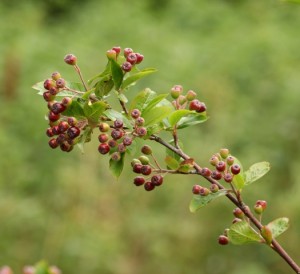 Aronia