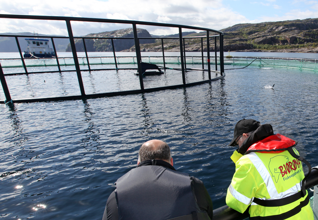 Det blir mer laks i merdene til Bjørøya Fiskeoppdrett etter det siste kjøpet av konsesjon.
