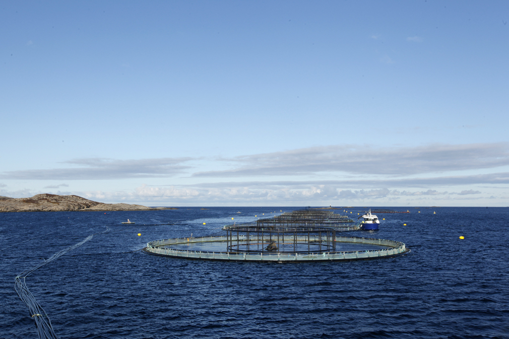Nye merder blir nå lagt ut i lokaliteten Eldviktaren i Jøssundfjorden, hvor den grønne konsesjonen gir rom for vekst. 