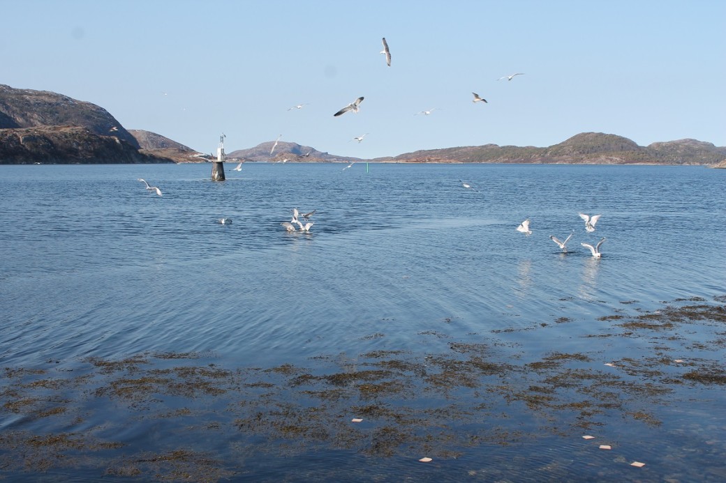 Fiskemåkene likte loffen.
