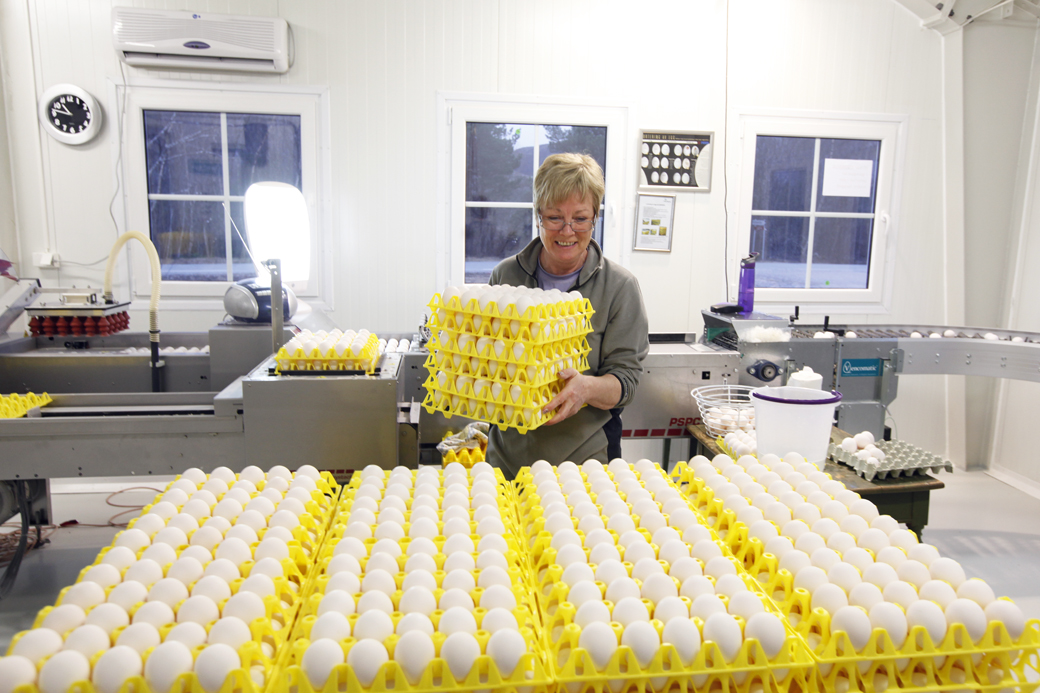 Hver uke sendes 51.000 egg med lastebil fra hønehuset på Kilmyra.