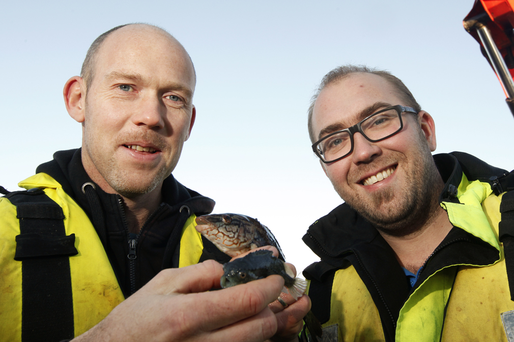 Dette er hemmeligheten bak de gode resultatene. Ken Sverre Høstland holder en rognkjeks, mens Marius Olsen viser fram en bergnebb. De to leppefiskene holder laksen fri for lus.