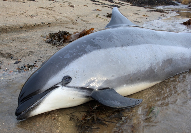 Delfinen er mest sannsynlig en kvitskjeving, og var 2,2 meter lang. (Foto: Birgit Fossvik)