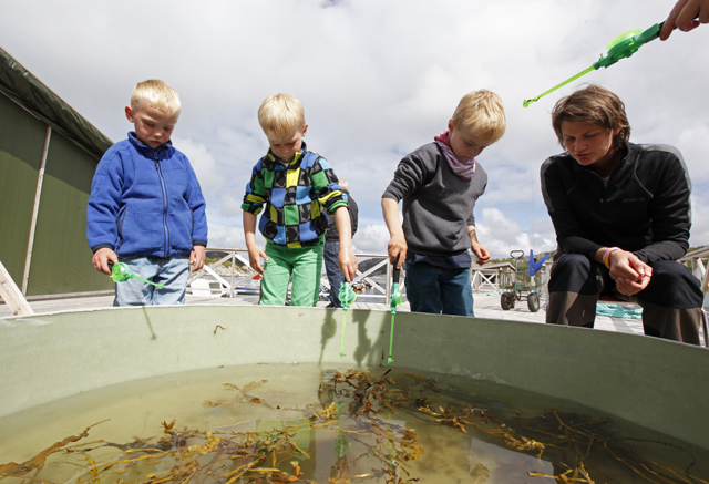 Krabbefiske i et kar med krabber, flyndre og ål var spennende for de yngste.