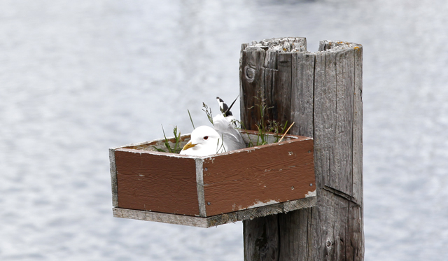 Måsen som ruger i havna lot seg ikke forstyrre av alt oppstyret på Kystdagen.