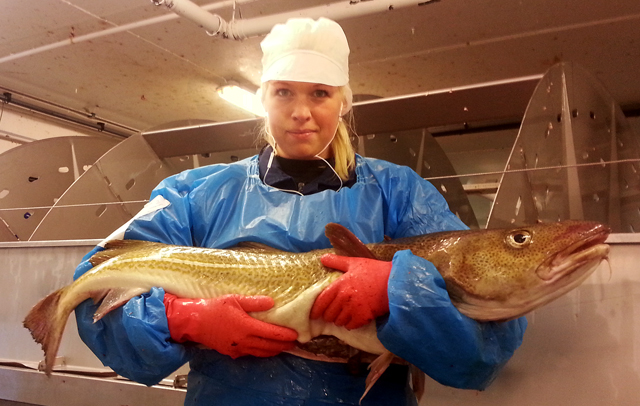 Maria Skjervø med en lofotskrei på 11 kilo. Denne var for stor til å bli loins. (Foto: Anne Pauline Vedvik Wisløff)