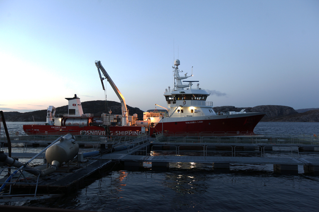 "Viktoria Lady" fra Fosnavåg Shipping kom med det første lasset med oppdrettstorsk fra Sogn og Fjordane lørdag kveld.