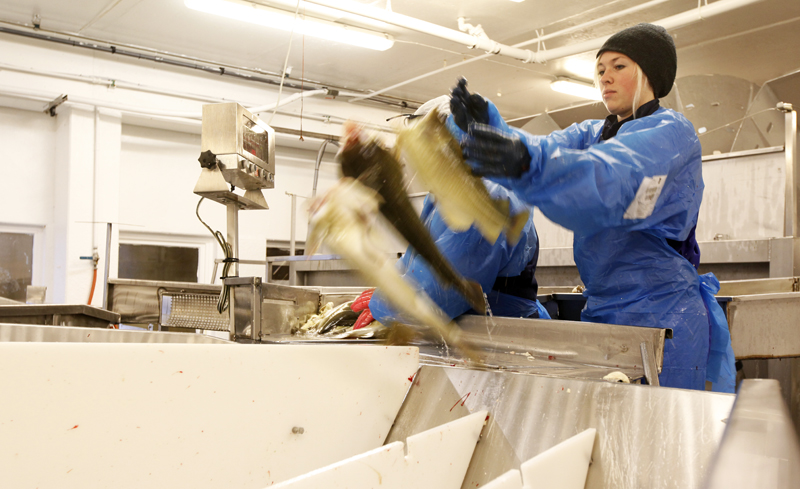 Maria Strand Skjervø sorterer fisk etter vekt.