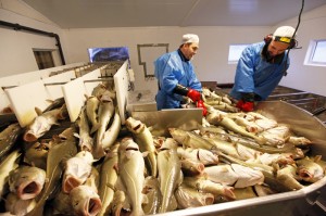 Siste parti med torsk pumpes inn fra ventemerdene og blogges.