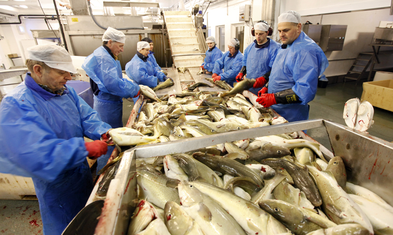 Full innsats også siste dag med oppdrettstorsk på produksjonslinja.