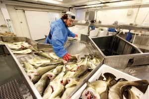 Per Sverre Sæther sorterer torsk. Snart kan det bli torsk på slaktelinja igjen ved Nesset. (Arkivbilde)