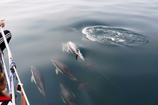 Delfiner fulgte oss inn mot Santa Porto.