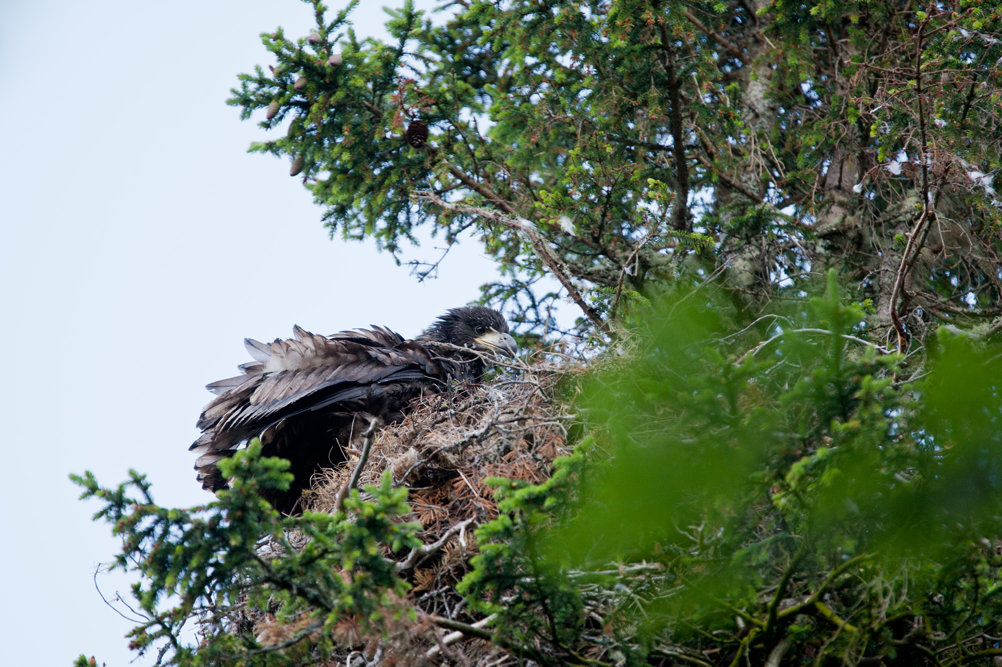 Fra dette reiret på Kvernøya ble "stammoren" til en ny generasjon irske havørner hentet. (Foto: Sebastian van der Greef)