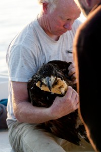 Havørnungen fra Kvernøya i Jan van der Greefs hender, klar for en lang ferd mot Irland. (Foto: Sebastian van der Greef)