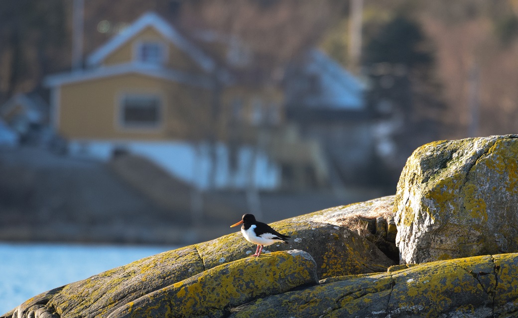 Denne tjelden hadde funnet vegen til Einvika, hvor den nøt solstrålene. (Foto: Wenche Larsen Dahle)