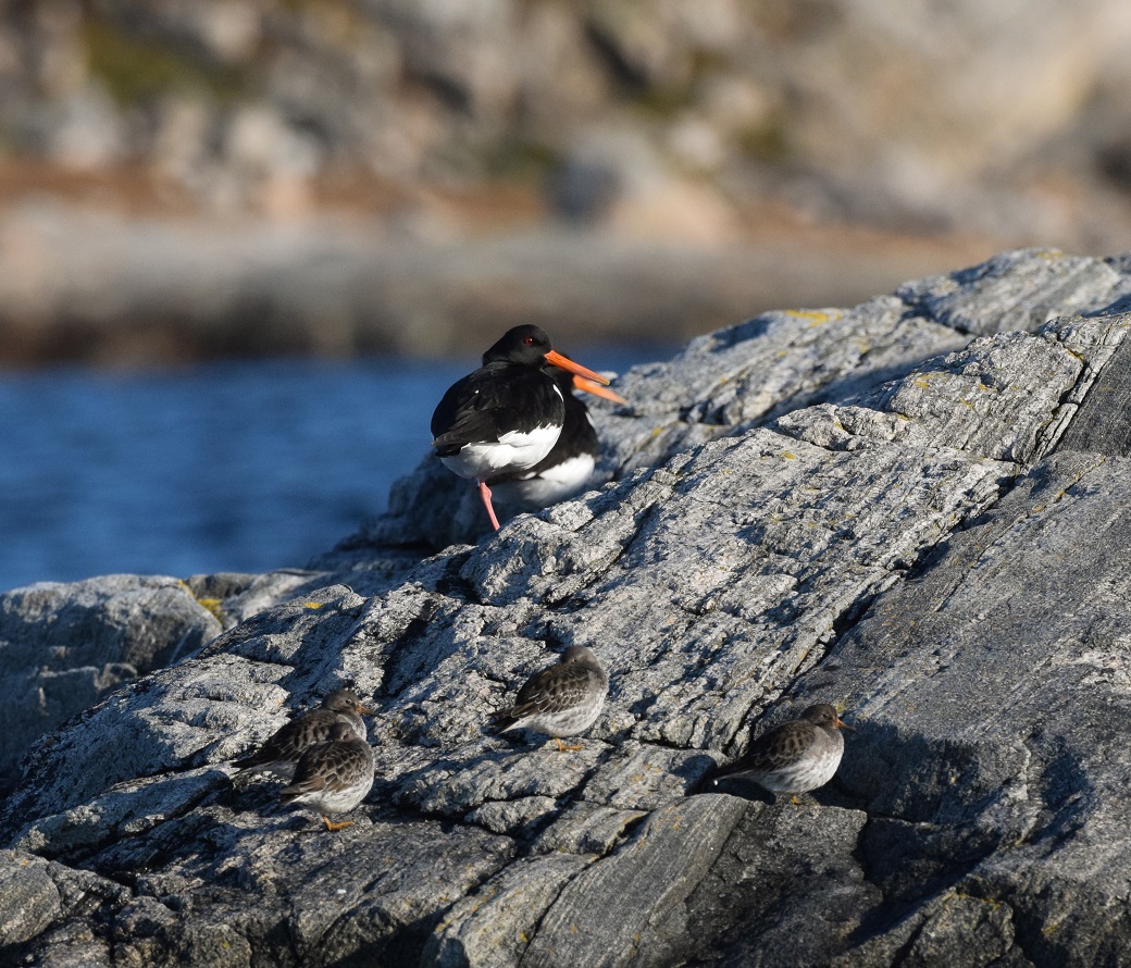Disse tjeldene i Hanøysundet hadde vårlig selskap av en flokk fjæreplytt. (Foto: Wenche Larsen Dahle)