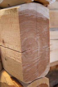 Denne stokken består nesten bare av kjerneved.