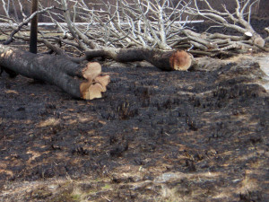 Merkelig nok - veden hadde berget...