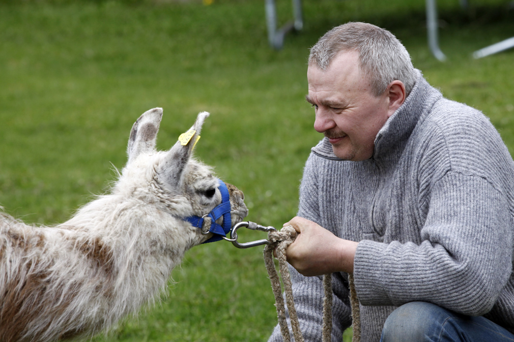 Lamaene er ikke vant til grime ennå, men de skal temmes før de slippes blant sauene. Lars Brandsmo har stor tro på at lamaen Lambi skal holde rovdyr unna sauene.