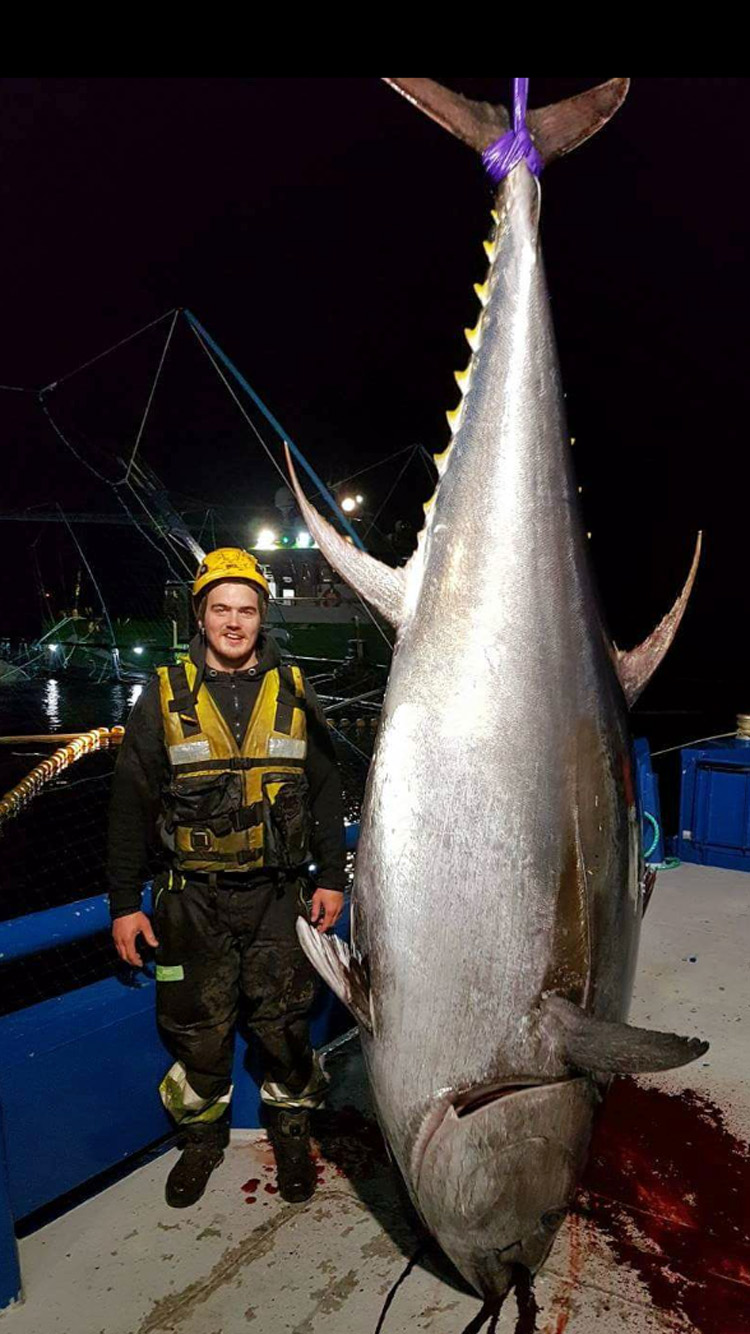 Makrellstørja veide 370 kilo. Dykker Kristian Skage var nede og bisto under orkastet for å fange fisken.