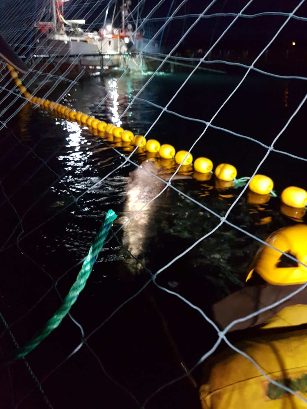 Makrellstørja ble til slutt fanget i et orkast og avlivet. (Foto: SalMar)