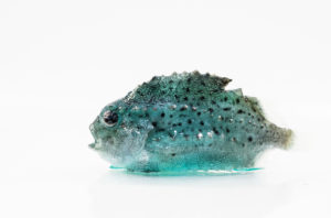 300.000 rognkjeks skal leveres i første driftsår.