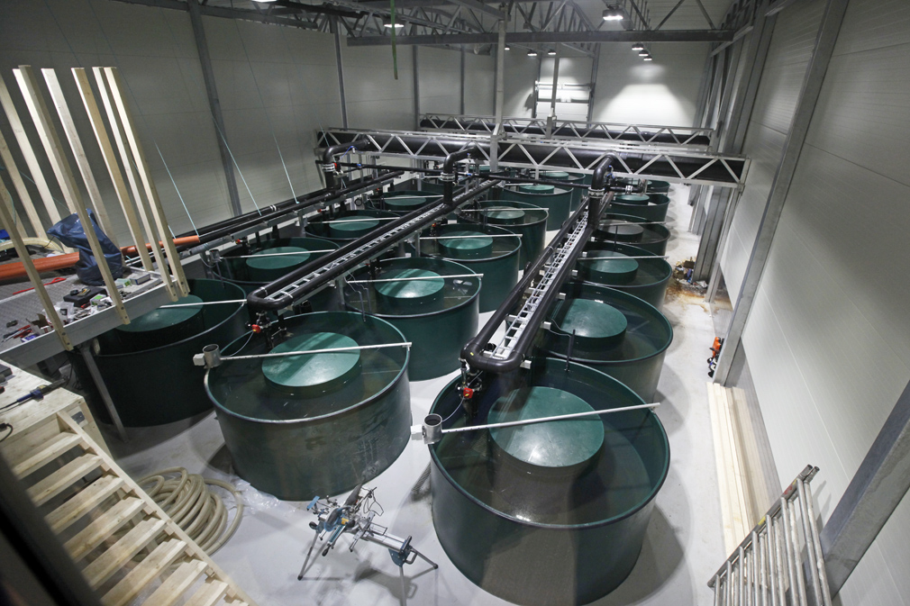 Her skal det ikke bare produseres mange millioner rognkjeks. Det skal også drives avlsarbeid for å få fram de beste lusespiserne.