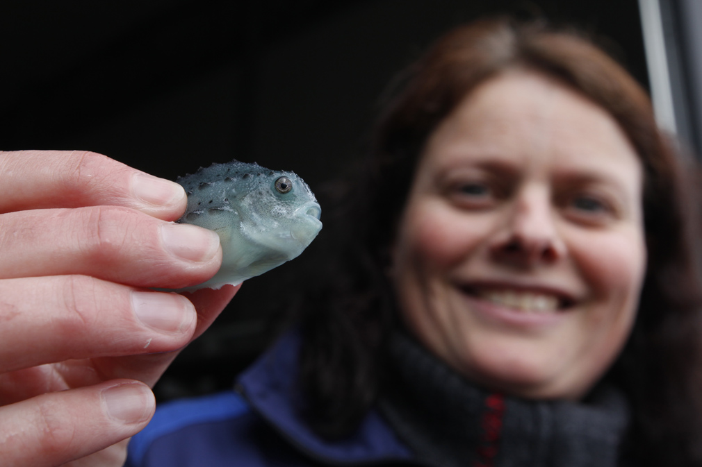 Denne lille krabaten som Marit Hustad Dølvik holder, skal snart ut og spise lakselus.