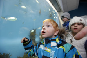- Sjå fisken, sier Kim-Renéog er tydelig imponert over rognkjeksa og torsken i akvariet.