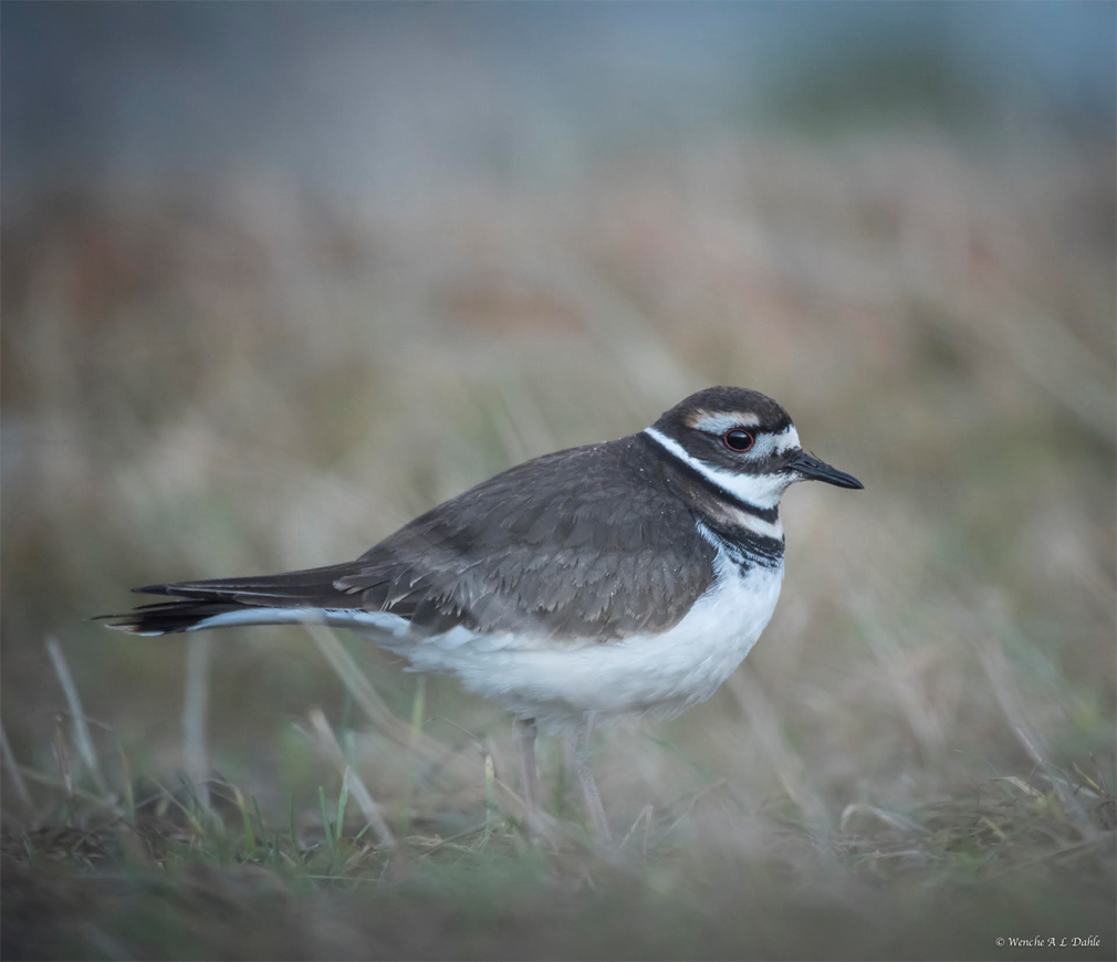 Dette er tobelteloen som ble observert på Bjørøya juleaften, og fotografert av Wenche Anita Larsen Dahle. (Foto: Wenche Anita Larsen Dahle)