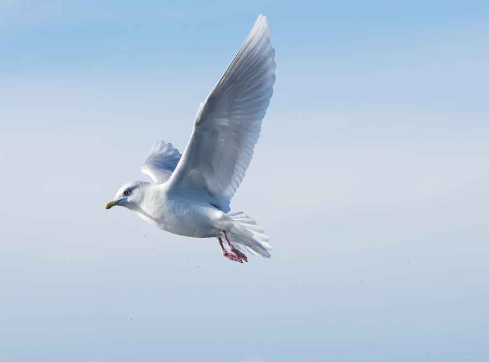 Grønnlandsmåke er en av artene som kan påtreffes under en vårlig tur på sjøen. (Foto: Wenche Anita Larsen Dahle)