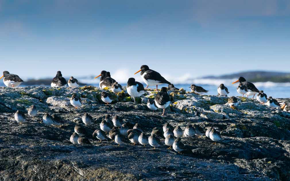 En fin bukett med vårfugler, tjeld, fjærplytt og steinvender i skjønn forening. (Foto: Wenche Anita Larsen Dahle) 