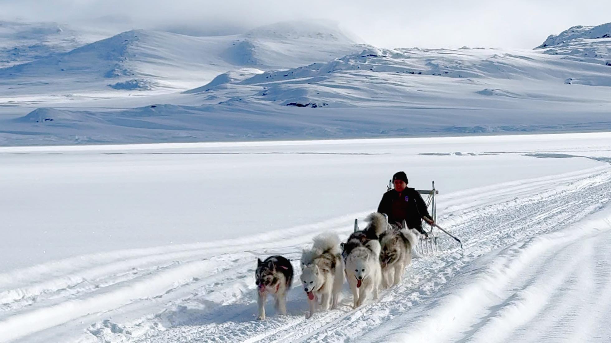 Har man ikke snøscooter tilgjengelig, stiller disse firbeinte opp! Foto: Privat.