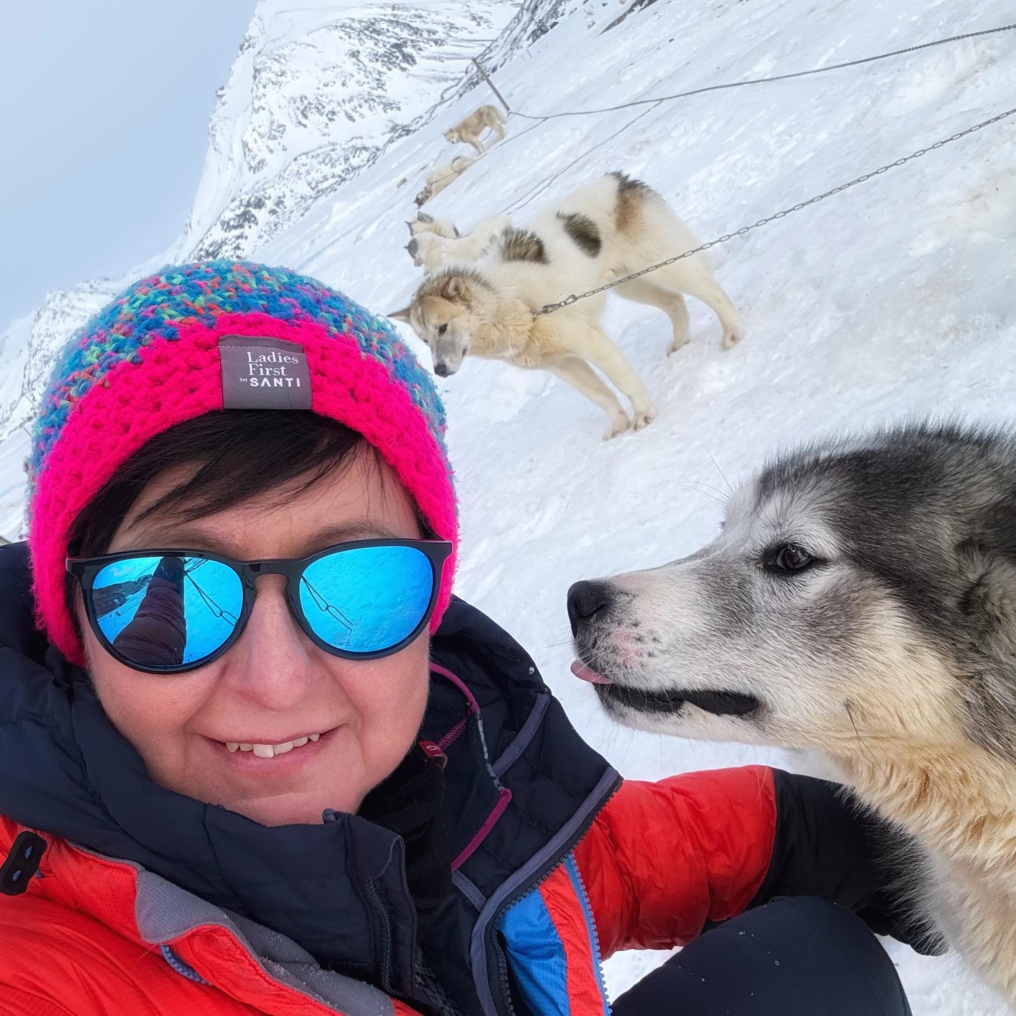 Qimmiq (uttales omtrent kimmik) er det grønlandske ordet for “hund”. Det brukes både om hunder generelt og spesifikt om den grønlandske sledenhunden, en av verdens eldste og mest hardføre hunderaser. Foto: Privat.