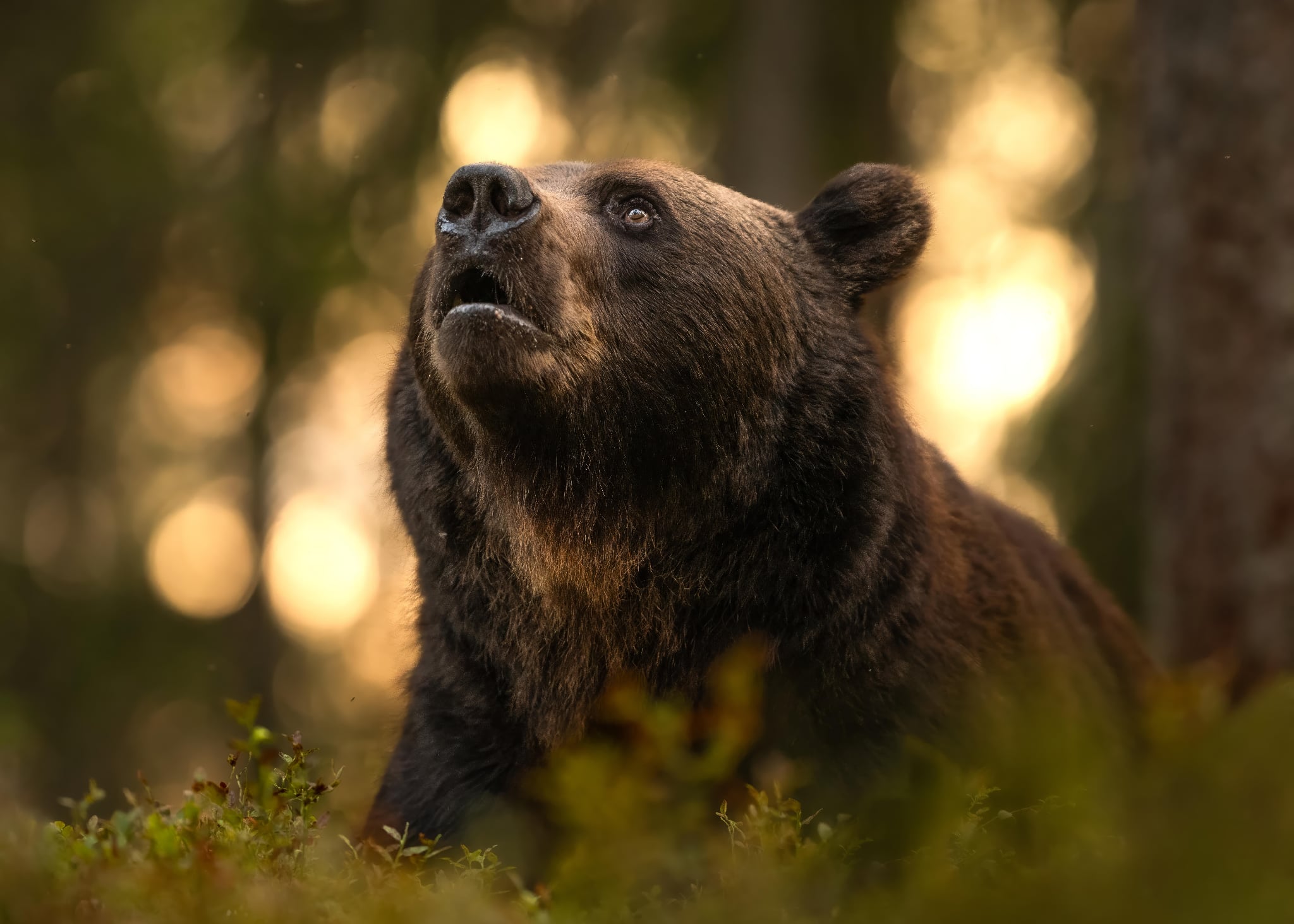 I fjor h&oslash;st ga Roger Brendhagen ut ei bok om bj&oslash;rnen. (Foto: Roger Brendhagen)