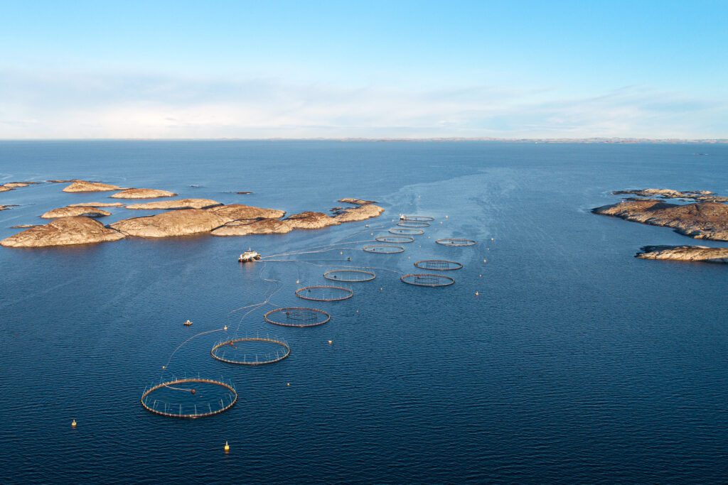 Bj&oslash;r&oslash;ya kan n&aring; utvide produksjonen. Her p&aring; Kr&aring;kholmen er det i h&oslash;st satt ut en ny generasjon. (Foto: Bj&oslash;r&oslash;ya)