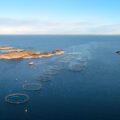 Bj&oslash;r&oslash;ya kan n&aring; utvide produksjonen. Her p&aring; Kr&aring;kholmen er det i h&oslash;st satt ut en ny generasjon. (Foto: Bj&oslash;r&oslash;ya)