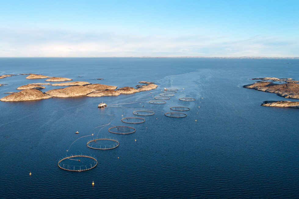 Bj&oslash;r&oslash;ya kan n&aring; utvide produksjonen. Her p&aring; Kr&aring;kholmen er det i h&oslash;st satt ut en ny generasjon. (Foto: Bj&oslash;r&oslash;ya)